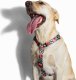 ZeeDog ZEE DOG Szelki dla psa Mahalo L 2