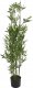 Witek Home Kwiat doniczkowy Oleander 123 cm 1