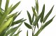 Witek Home Kwiat doniczkowy Oleander 123 cm 2