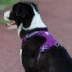 Truelove Szelki wodoodporne dla psa Truelove Adventure Dog fioletowy S 4