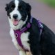 Truelove Szelki wodoodporne dla psa Truelove Adventure Dog fioletowy S 5
