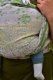 Yaro Slings Chusta tkana Yaro Sling - Flowersnake Trinity Yellow Green Tencel 6 (4.6 m.) 5