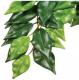 Hagen EXOTERRA ROŚLINA FICUS M 1