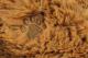Tm Toys Snuggiez Kotek Ginger (DKH 8225) 15