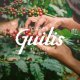 Kawa ziarnista Cafes Guilis Cafe de Finca 5 kg 6
