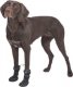 Trixie Walker Active Long, buty, dla psa, L-XL, czarne, 2 szt./opak 6