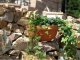 Prosperplast Doniczka misa ze wzorem DMS08 Grafit 5