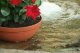 Prosperplast Doniczka misa ze wzorem DMS08 Grafit 7