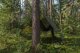 Plandeka Bradas Plandeka kamuflażowa moro CAMOforest 4 x 5m 90 g. 2