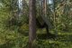 Plandeka Bradas Plandeka kamuflażowa moro CAMOforest 3 x 5m 90 g. 5