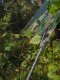 Plandeka Bradas Plandeka kamuflażowa moro CAMOforest 3 x 4m 90 g. 11