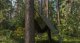 Plandeka Bradas Plandeka kamuflażowa moro CAMOforest 3 x 4m 90 g. 7
