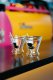 Vialli Design 2 kieliszki do martini z podwójną ścianką Soho 155 ml 8937 6