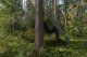 Plandeka Bradas Plandeka kamuflażowa moro CAMOforest 5 x 6m 90 g. 4