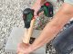 Wiertarko-wkrętarka Bosch UniversalDrill 18V-60 18 V 3