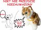 KOTEK INTERAKTYWNY Z WBUDOWANĄ FOTOKOMÓRKĄ 2