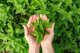 Cornella Herbata zielona CORNELLA Grunpowder Mint 15 torebek 3