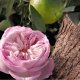 Chloe Chloe Rose Naturelle Intense Woda Perfumowana Damska 50ML 3