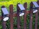 Dekoracja świąteczna Verk LAMPA LAMPKA SOLARNA RGBW LED OGRODOWA ŚWIĄTECZNA 1