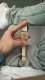 Zegarek Casio ZEGAREK MĘSKI CASIO A168WG-9W (zd088b) - KLASYKA 4
