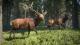 theHunter: Call of the Wild PC 2