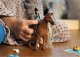 Schleich 42585 Koń do stylizacji Kim i Caramelo 2