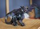 Schleich Schleich 70152 Smok z Cienia 3