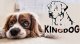 AIO Europe Legowisko dla psa 145 x 115 Niebieskie KingDog 5