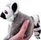 Jokomisiada Maskotka pluszak Lemur Julek 13cm 13722 4
