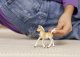 Figurka Schleich Konik figurka dla dzieci zabawka źrebak Haflinger 2