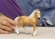 Figurka Schleich Konik figurka dla dzieci zabawka klacz Haflinger 4