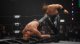 Gra Nintendo Switch AEW: Fight Forever 1