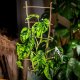 Kadax Drabinka Bambusowa Pergola Podpora 45 cm 5 szt 1
