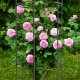 Kadax Pergola Na Kwiaty Podpora Ogrodowa Obelisk 100cm 6
