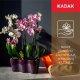 Kadax Doniczka Osłonka Na Storczyk Kwiaty Beżowa 35cm 2