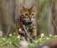 Tractive Tractive GPS CAT Mini - Dark Blue 2