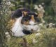 Tractive Tractive GPS CAT Mini - Dark Blue 3