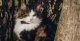 Tractive Tractive GPS CAT Mini - Dark Blue 5