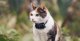 Tractive Tractive GPS CAT Mini - Dark Blue 6