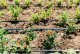 Verda Gardeno VERDA GARDENO Linia kroplująca 100 m + 80 części 4