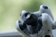 DJI Szerokokątna nakładka na obiektyw do DJI Mini 4 Pro 6