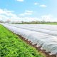 Springos Agrowłóknina zimowa 17g/m2 otulina gruba 10x3,2m biała UNIWERSALNY 12