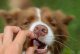 Contipro Geloren Small Dog 180g - Mieszanka uzupełniająca, żelki dla małych psów na stawy 60 szt. 10