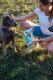 Contipro Geloren Small Dog 180g - Mieszanka uzupełniająca, żelki dla małych psów na stawy 60 szt. 5