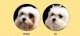 Triton NATURES PROTECTION Superior Care Small Mini White Dogs Adult 10kg 5