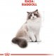Royal Canin Ragdoll Adult 2kg + gratis 1