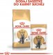 Royal Canin British Shorthair 2kg + gratis 4