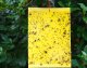 NO PEST Lep XXL do Doniczek Szklarni Sadów 24x17cm (10 szt) Pułapki Lepowe Lepy na Mszyce Ziemiórki Muszki Mrówki i Inne Szkodniki Roślin 6