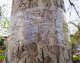 NO PEST Lep do Drzew 5m Tree Guard Kleista Taśma Lep Pułapka na Gąsienice Mrówki Mszyce Piędziki i Inne Szkodniki Roślin 6