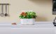 ExtraLink Extralink Smart Garden | Inteligentna doniczka | Wi-Fi, Bluetooth 5
